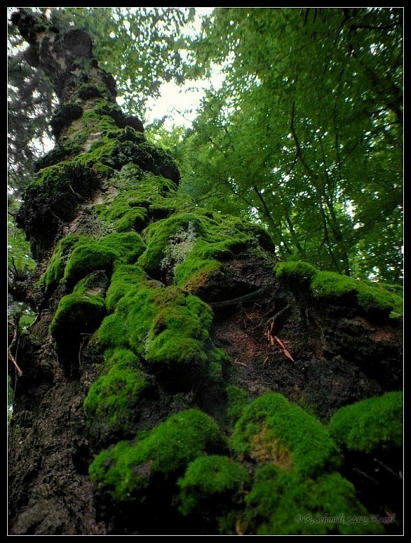 Urwald Sababurg - vermooster Weg gen Himmel