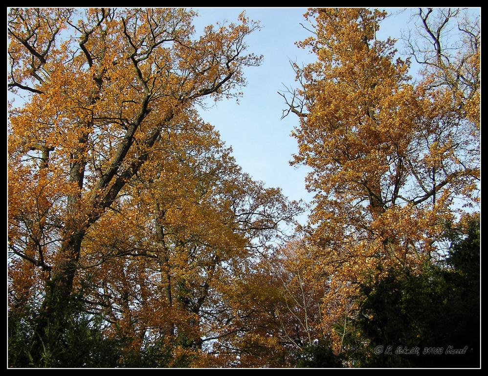 Herbstimpression.jpg