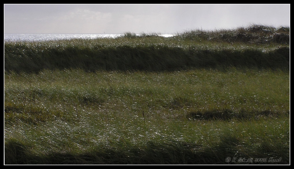 Strandhafer
