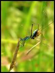 Pechlibellenpäärchen - Ischnura elegans