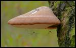 Regenschirm fuer Langbeine